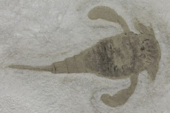 Eurypterus (Sea Scorpion) Fossil - New York #173017